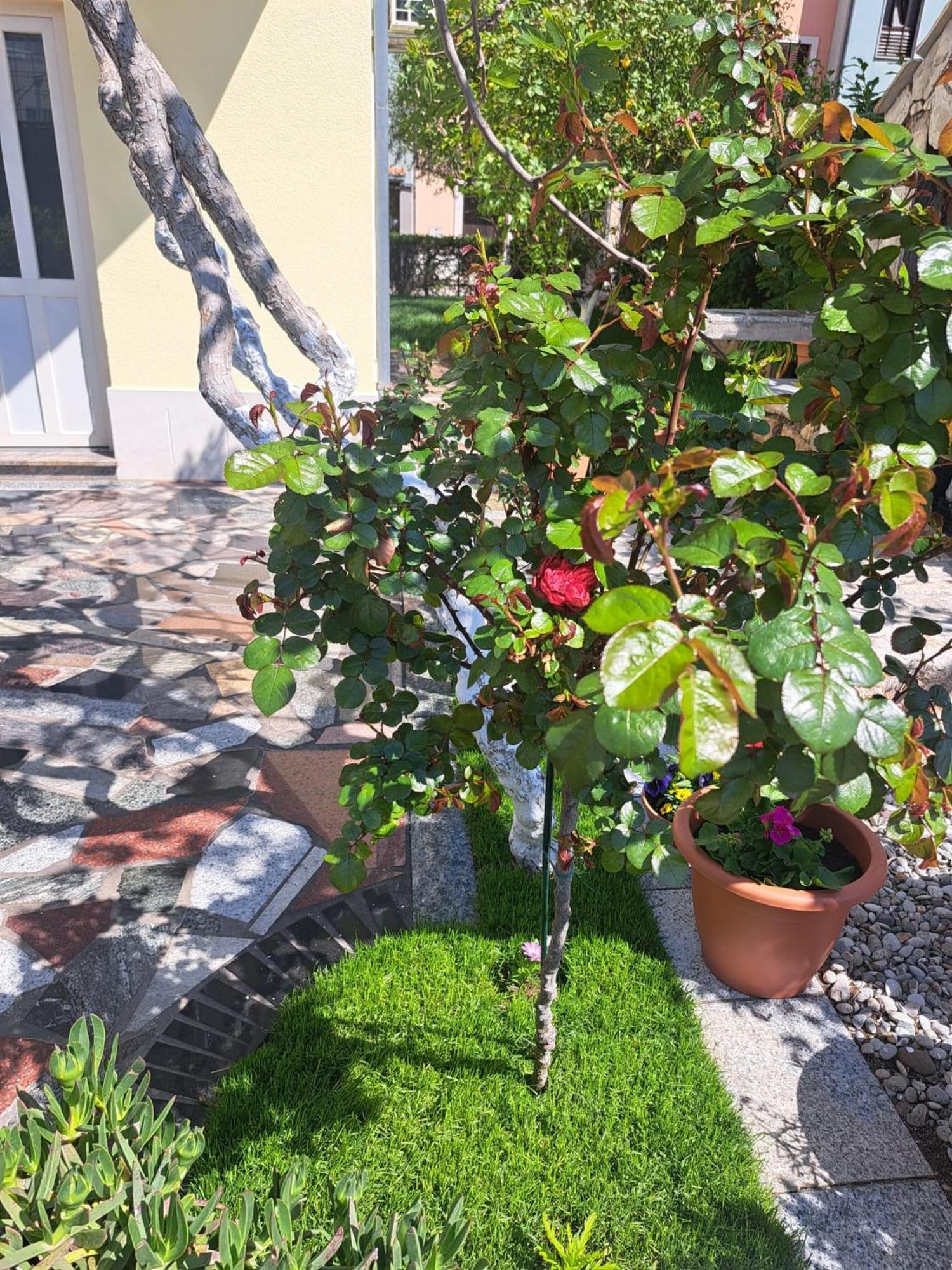 Apartments Nena Podstrana Dış mekan fotoğraf