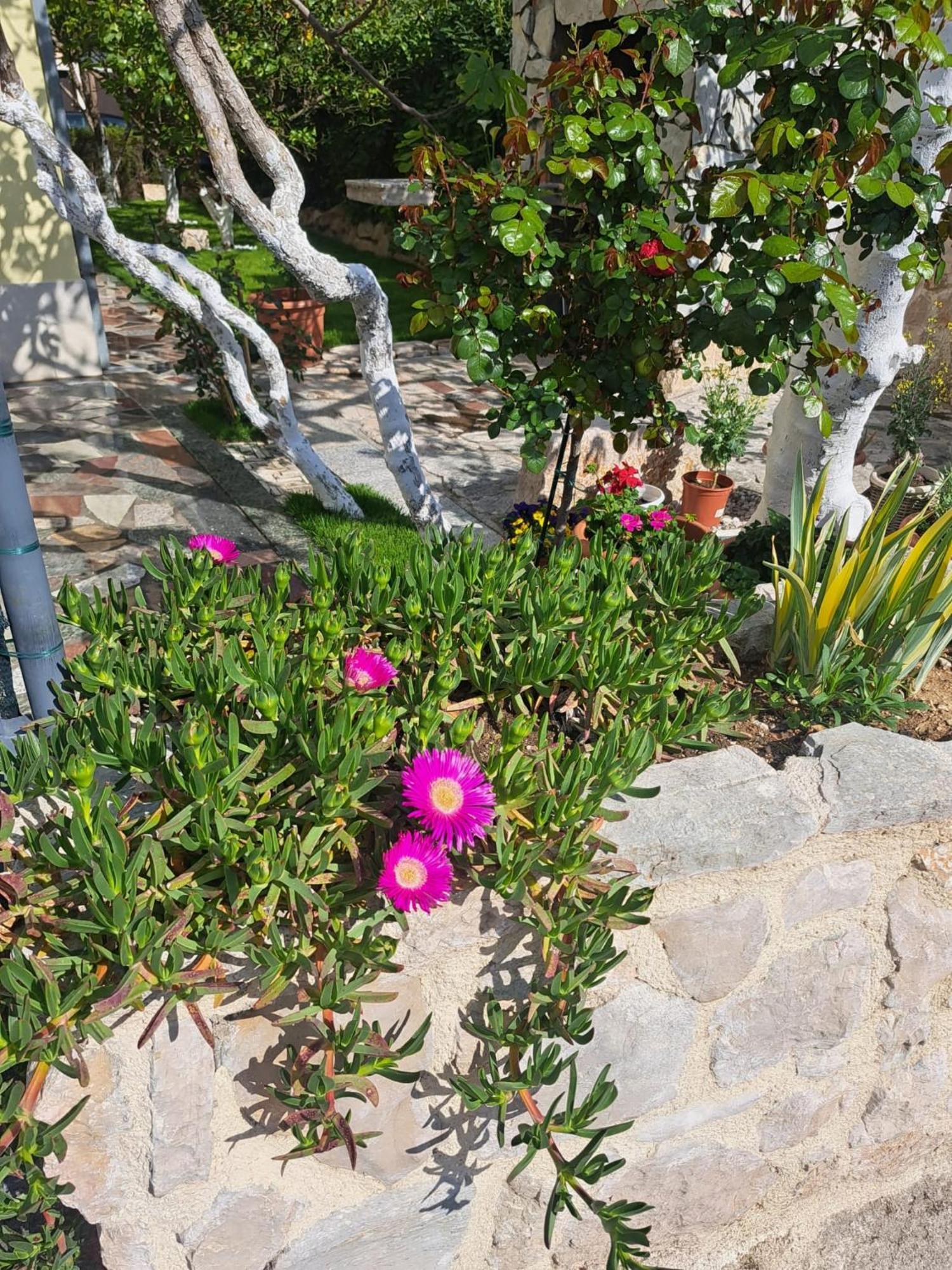 Apartments Nena Podstrana Dış mekan fotoğraf